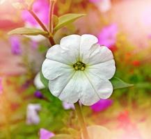 Morning Glory flowers. Floral background photo