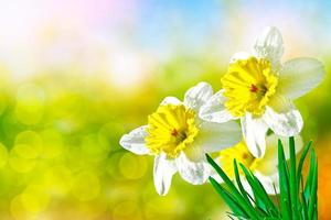 narcisos de flores brillantes y coloridas foto