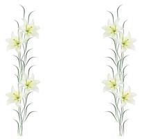 Bright lily flowers isolated on white background. photo