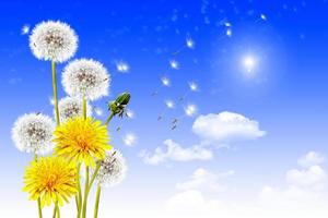 landscape dandelion flower photo