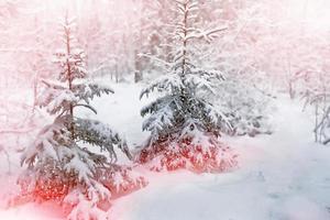 paisaje de invierno árboles cubiertos de nieve foto