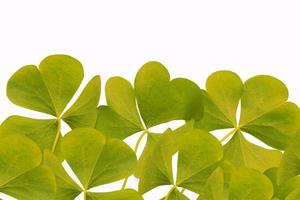 green clover leaves isolated on white background. St.Patrick 's Day photo