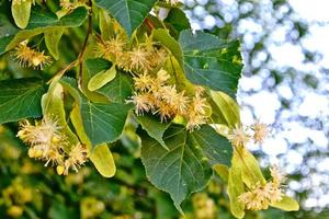 Sprig of flowering linden tree on the background of the spring landscape. photo