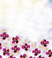 White jasmine The branch delicate spring flowers photo