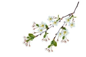 Blossoming fruit branch isolated on white background. photo