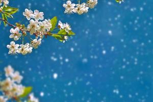 Blossoming branch cherry. Bright colorful spring flowers photo