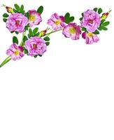 Dog rose flowers on a white background photo