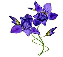 Blue iris flower isolated on white background photo