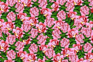 abstract background of peony flowers photo