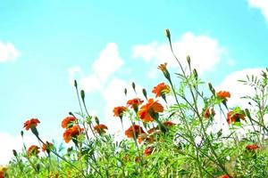 caléndula de flores coloridas y brillantes contra el fondo del paisaje de verano. foto