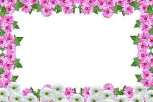 lavatera  isolated on white background. bright flower photo