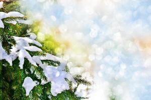 forest in the frost. Winter landscape. Snow covered trees. photo