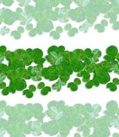 Green clover leaves on a background summer landscape. photo