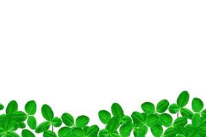 green clover leaves isolated on white background. St.Patrick 's Day photo