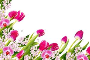 lila. tulipanes de flores de colores de primavera. colección de flores. foto