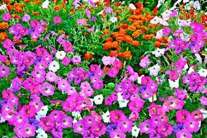 Summer landscape. flowers photo