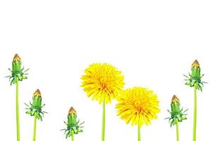 Dandelion on a white background photo