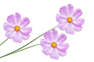 Bright colorful cosmos flowers photo