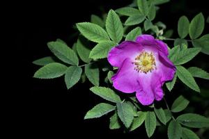 Bud pink flowers of rose hips photo