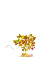 autumn leaves isolated on white background photo