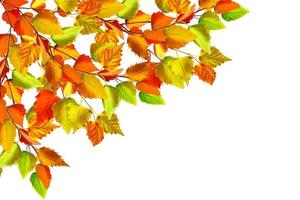 autumn leaves isolated on white background. photo