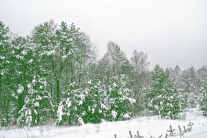 forest in the frost. Winter landscape. Snow covered trees. photo