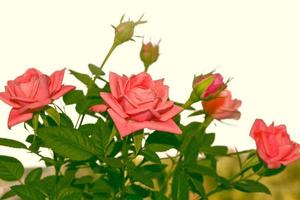 flor de colores brillantes rosa foto