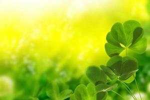 green clover leaves. natural background. photo