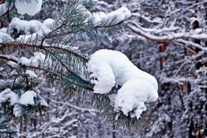 bosque en la escarcha. paisaje de invierno árboles cubiertos de nieve. foto