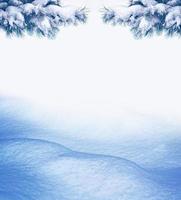 Christmas background with snow-covered fir branches photo