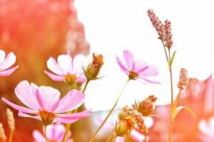 Colorful cosmos flowers on a background of summer landscape. photo