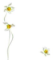 spring flowers snowdrops isolated on white background. photo