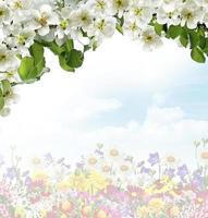 Branch of the cherry blossoms against the blue sky with clouds photo