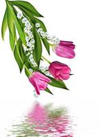 spring flowers tulips isolated on white background photo