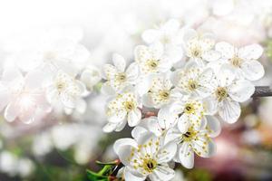 branch of the cherry blossoms photo