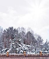 forest in the frost. Winter landscape. Snow covered trees. photo