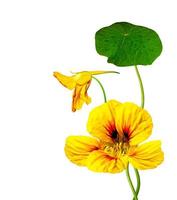 nasturtium flowers isolated on white background photo