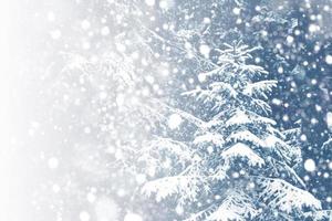 Frozen winter forest with snow covered trees. photo