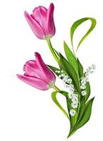 spring flowers tulips isolated on white background photo