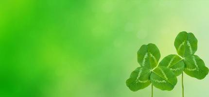 Green clover leaves on a background summer landscape photo