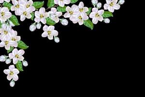 Beautiful delicate white flowers of apple blossom isolated on black background. branch photo