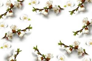 Flowering branch of apple isolated on a white background. Spring photo