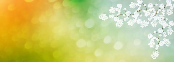 Bright colorful spring flowers photo