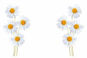 daisies summer white flower isolated on white background photo