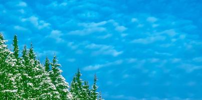 Frozen winter forest with snow covered trees. photo