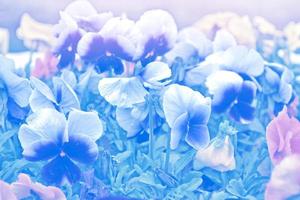 Bright colorful pansy flowers on a background of the summer landscape. photo