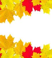 autumn leaves isolated on white background. photo