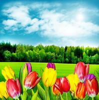 Spring flowers tulips on the background of blue sky with clouds photo