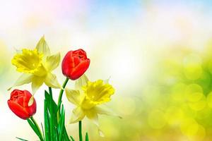 Bright and colorful spring flowers daffodils and tulips photo