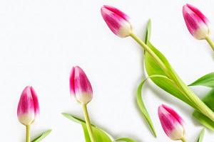 spring flowers tulips photo